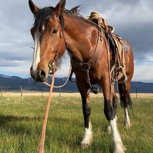 Meet your Posher, Kalon